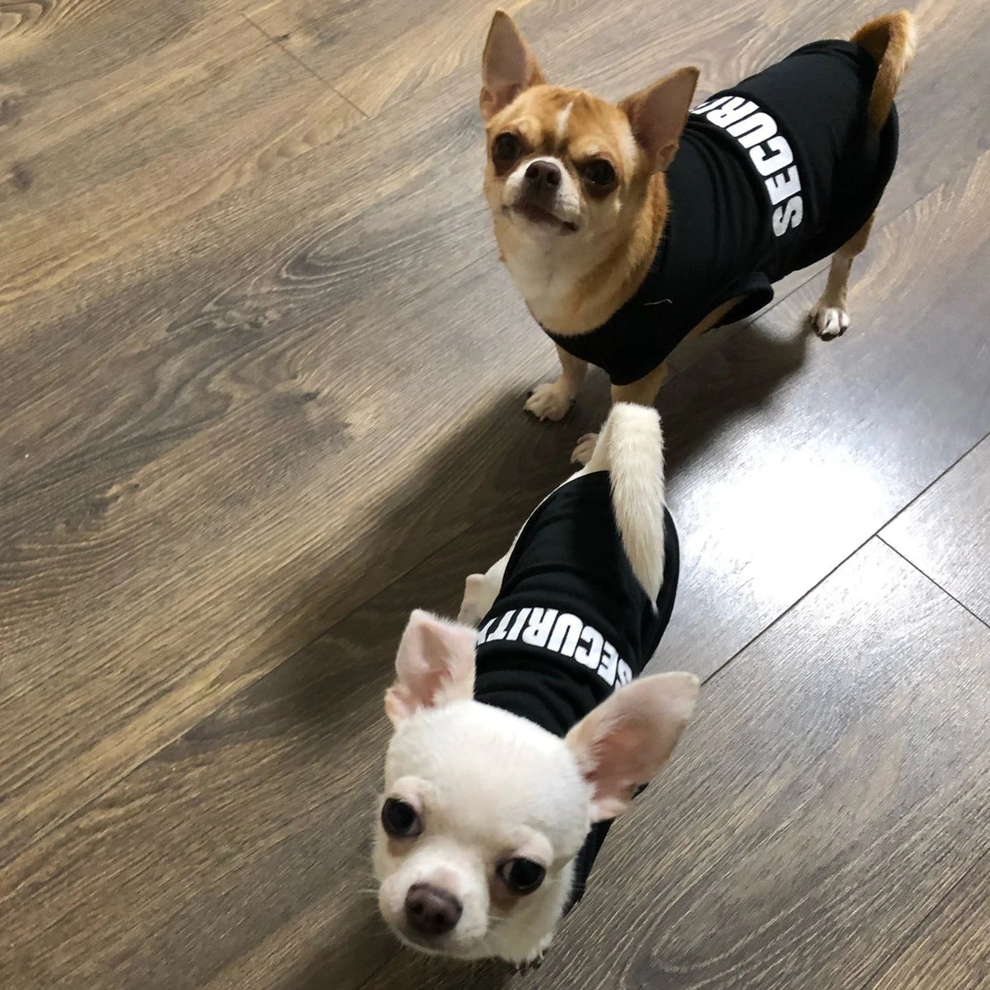 "Security" Clothing for Dogs Summer Pet Clothes Vest for Dogs or Cats, Low Price Pets T-shirt Costume