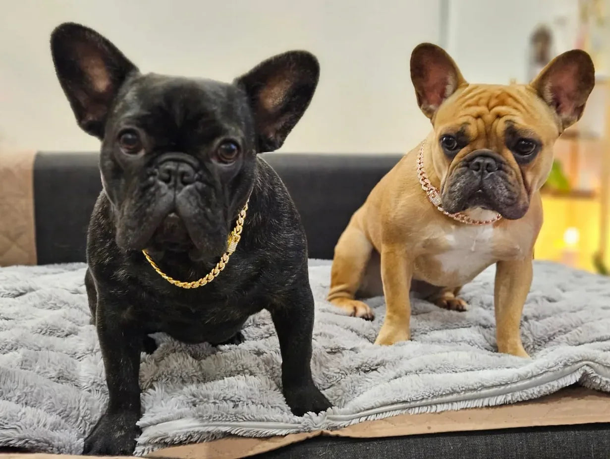 Dog or Cat Chain, Diamond Cuban Collar, Metal Chain Collar with Design Secure Buckle