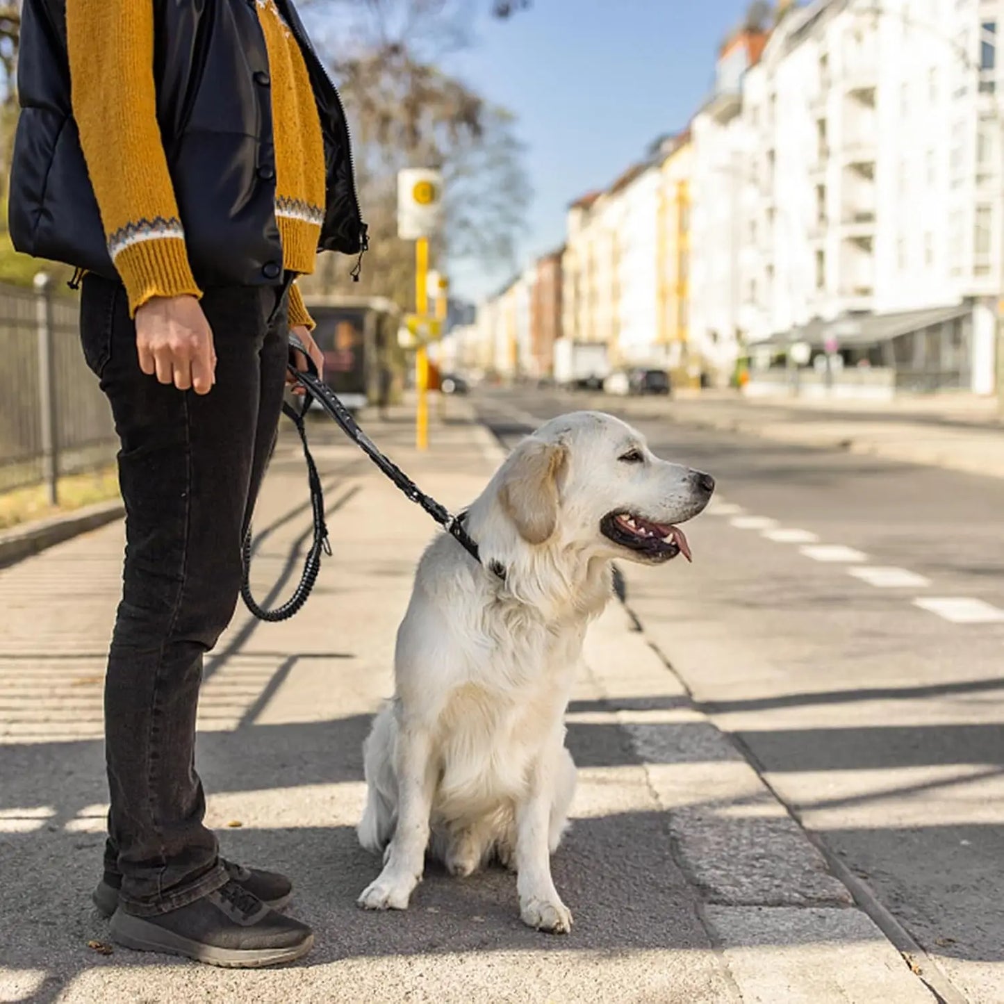 Reflective Shock Absorbing Pet Leashes with Car Seatbelt for Large Dogs, Heavy Duty Tactical Bungee Dog Leash